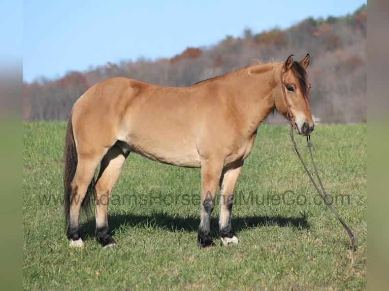 American Quarter Horse Ruin 5 Jaar Buckskin in Mount Vernon