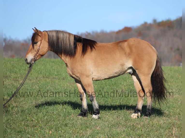 American Quarter Horse Ruin 5 Jaar Buckskin in Mount Vernon