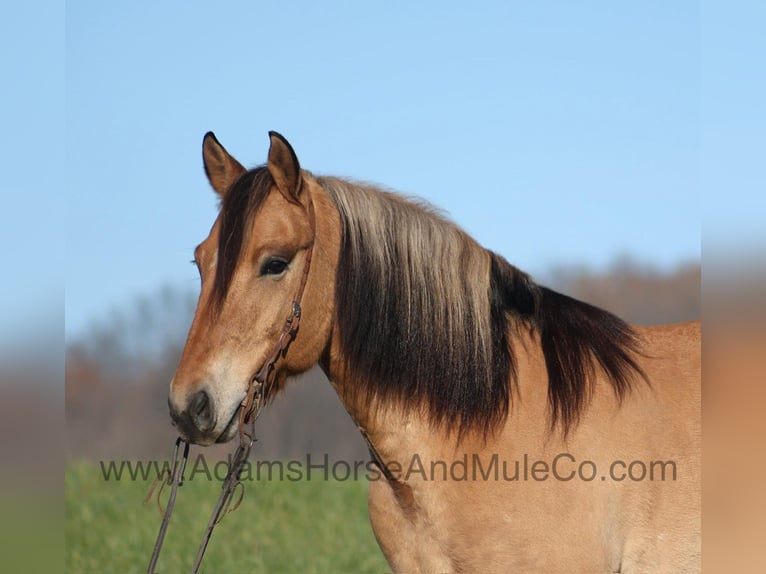 American Quarter Horse Ruin 5 Jaar Buckskin in Mount Vernon