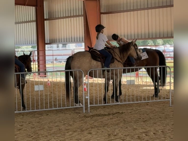 American Quarter Horse Ruin 5 Jaar Buckskin in Bernard