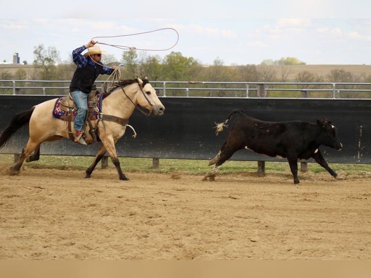 American Quarter Horse Ruin 5 Jaar Buckskin in La Motte, IA