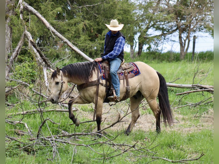 American Quarter Horse Ruin 5 Jaar Buckskin in La Motte, IA