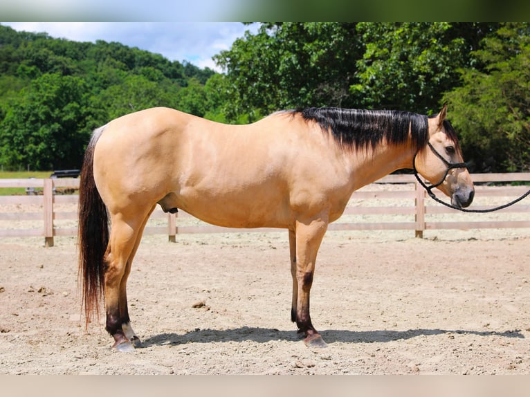 American Quarter Horse Ruin 5 Jaar Buckskin in Merrill