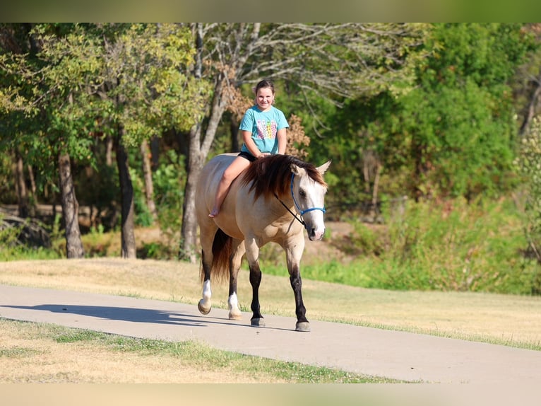 American Quarter Horse Ruin 5 Jaar Buckskin in Terrell