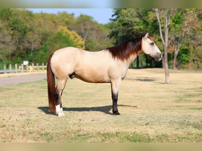 American Quarter Horse Ruin 5 Jaar Buckskin in Terrell