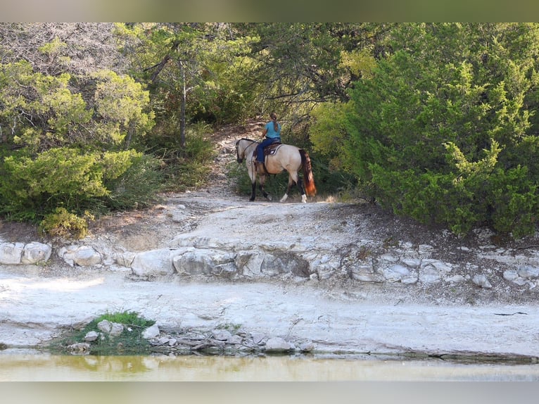 American Quarter Horse Ruin 5 Jaar Buckskin in Terrell