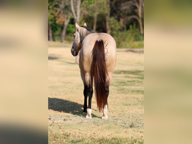 American Quarter Horse Ruin 5 Jaar Buckskin in Terrell