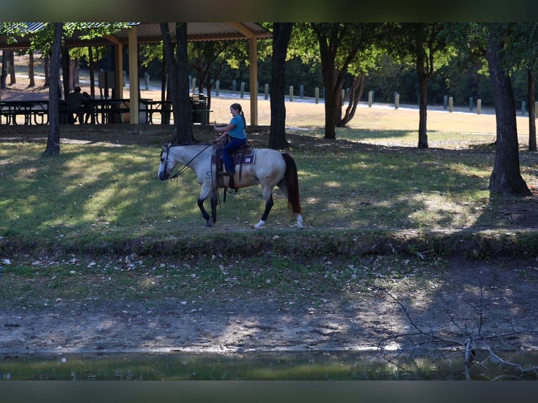 American Quarter Horse Ruin 5 Jaar Buckskin in Terrell