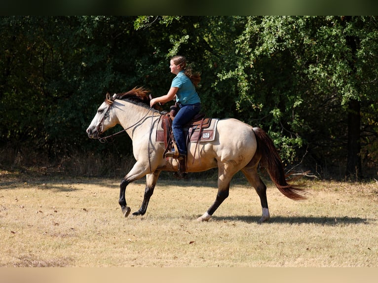 American Quarter Horse Ruin 5 Jaar Buckskin in Terrell