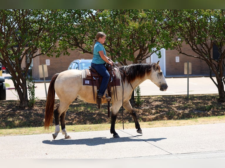 American Quarter Horse Ruin 5 Jaar Buckskin in Terrell