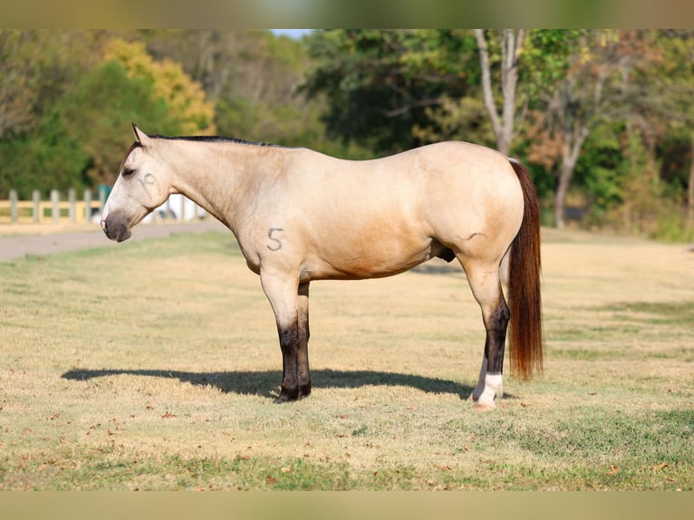 American Quarter Horse Ruin 5 Jaar Buckskin in Terrell