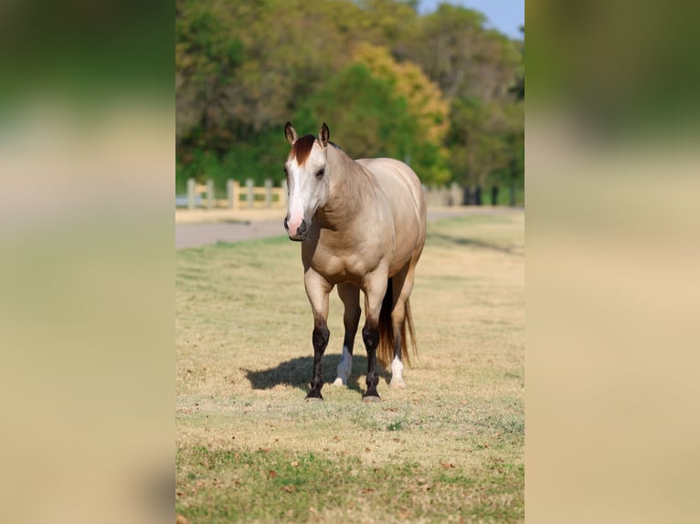 American Quarter Horse Ruin 5 Jaar Buckskin in Terrell