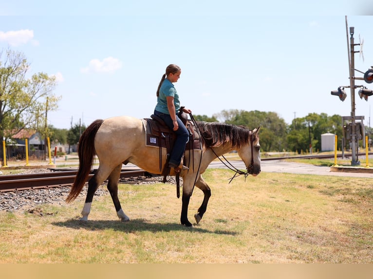 American Quarter Horse Ruin 5 Jaar Buckskin in Terrell