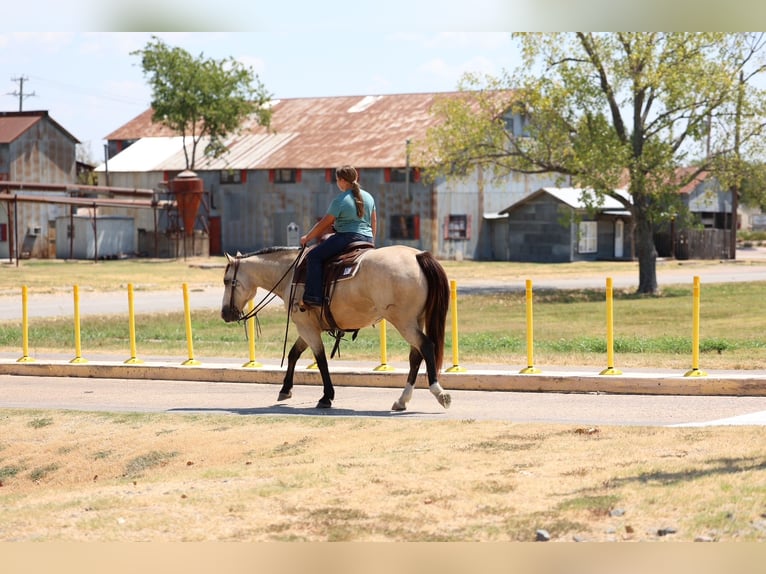 American Quarter Horse Ruin 5 Jaar Buckskin in Terrell