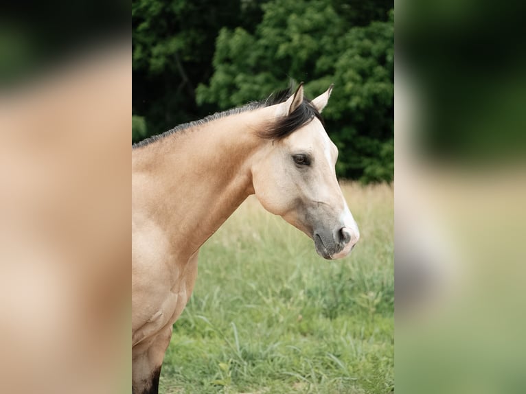 American Quarter Horse Ruin 5 Jaar Buckskin in Trenton