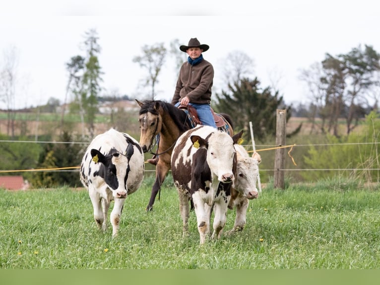 American Quarter Horse Ruin 5 Jaar Buckskin in Ehingen