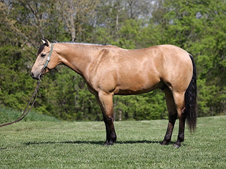 American Quarter Horse Ruin 5 Jaar Buckskin in Mount Vernon, KY