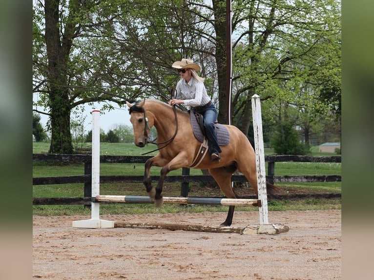 American Quarter Horse Ruin 5 Jaar Buckskin in Mount Vernon, KY