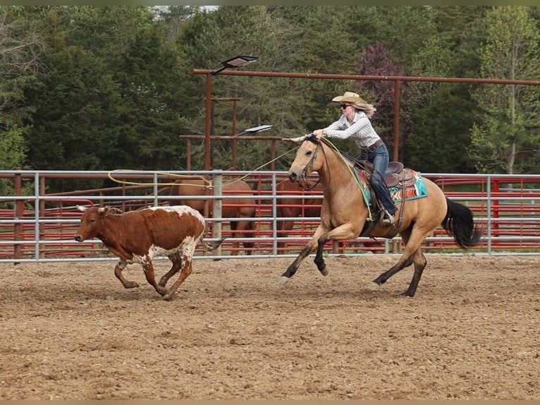 American Quarter Horse Ruin 5 Jaar Buckskin in Mount Vernon, KY