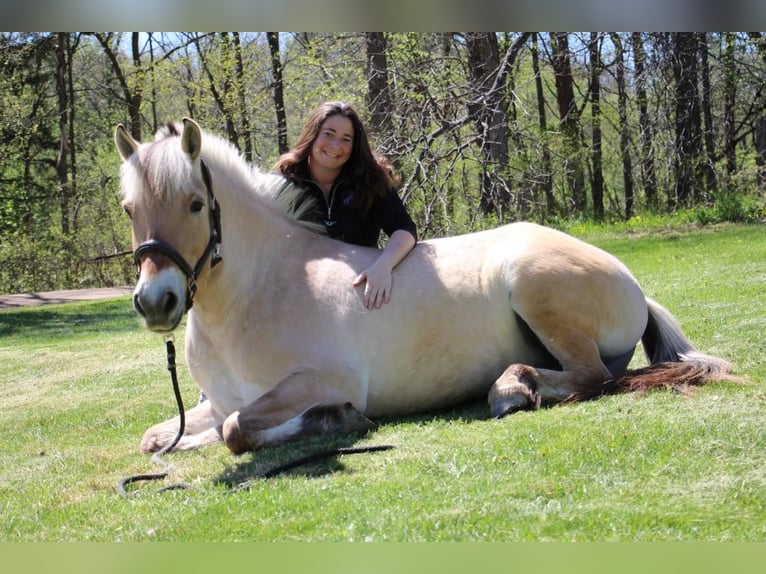 American Quarter Horse Ruin 5 Jaar Buckskin in Howell MI