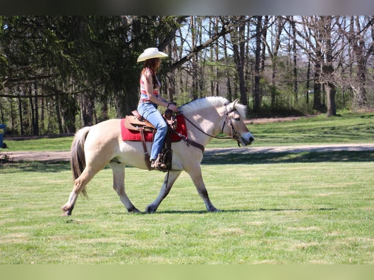 American Quarter Horse Ruin 5 Jaar Buckskin in Howell MI