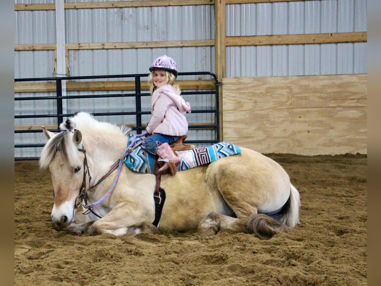 American Quarter Horse Ruin 5 Jaar Buckskin in Howell MI