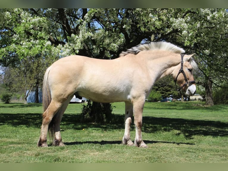 American Quarter Horse Ruin 5 Jaar Buckskin in Howell MI