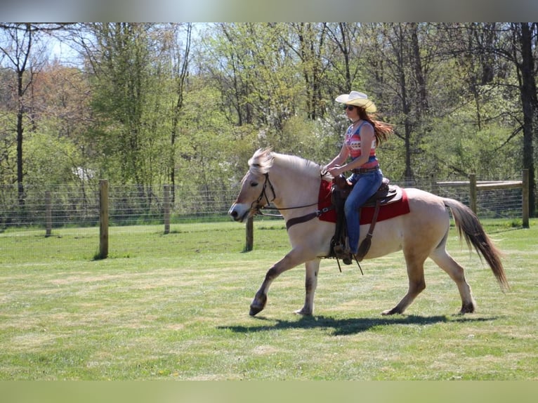 American Quarter Horse Ruin 5 Jaar Buckskin in Howell MI