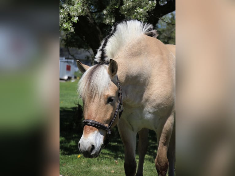 American Quarter Horse Ruin 5 Jaar Buckskin in Howell MI