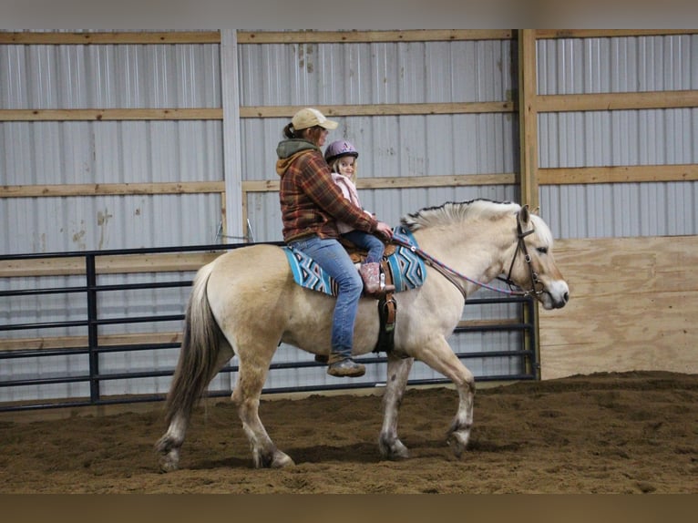 American Quarter Horse Ruin 5 Jaar Buckskin in Howell MI