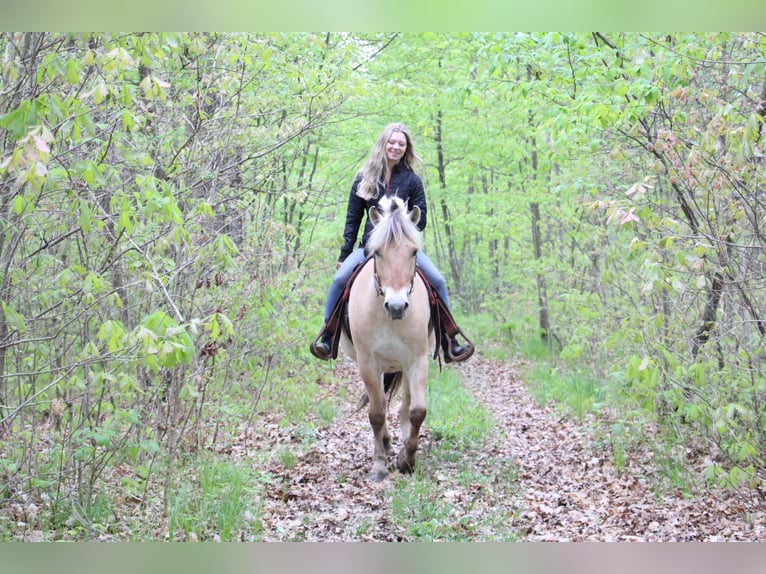 American Quarter Horse Ruin 5 Jaar Buckskin in Howell MI