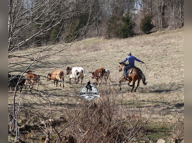 American Quarter Horse Ruin 5 Jaar Buckskin in Mount Vernon, KY
