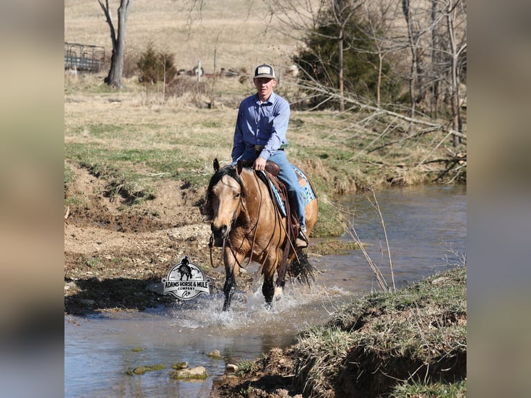 American Quarter Horse Ruin 5 Jaar Buckskin in Mount Vernon, KY