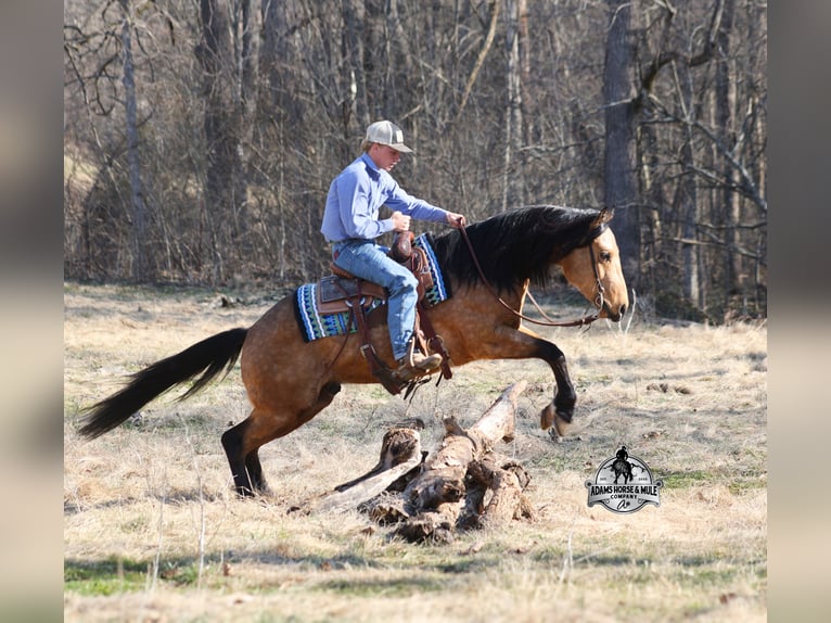 American Quarter Horse Ruin 5 Jaar Buckskin in Mount Vernon, KY