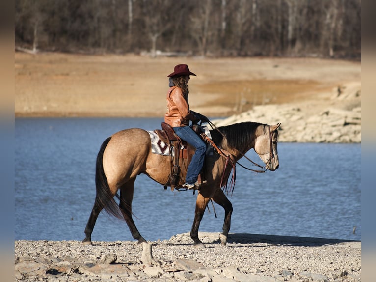 American Quarter Horse Ruin 5 Jaar Buckskin in Fresno