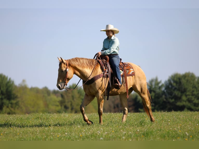 American Quarter Horse Ruin 5 Jaar Champagne in Clarion