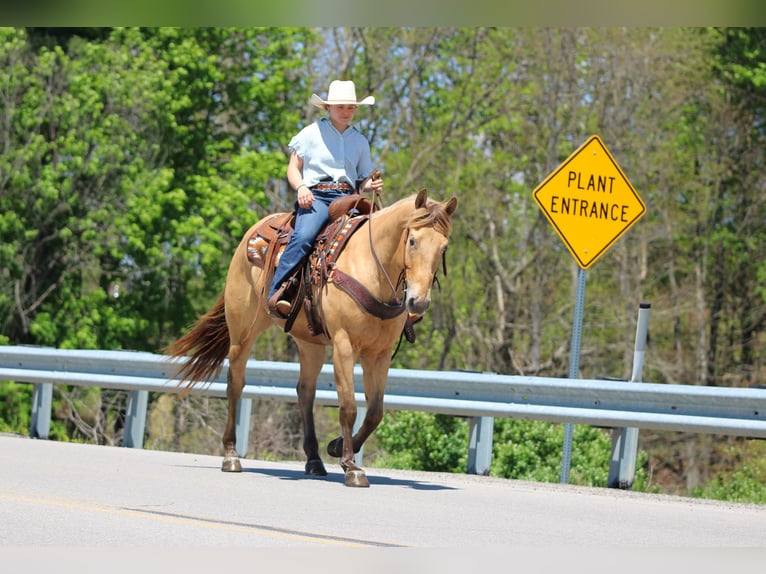 American Quarter Horse Ruin 5 Jaar Champagne in Clarion