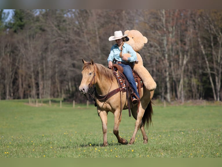 American Quarter Horse Ruin 5 Jaar Champagne in Clarion
