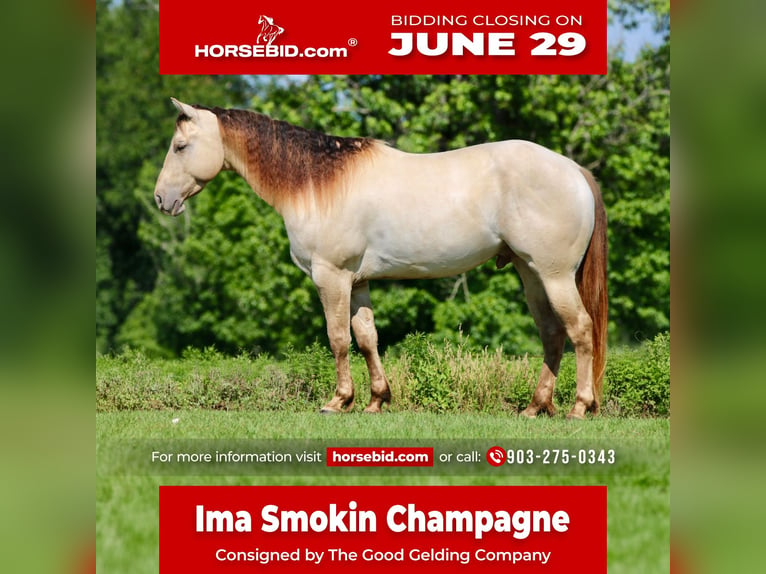 American Quarter Horse Ruin 5 Jaar Champagne in Athens