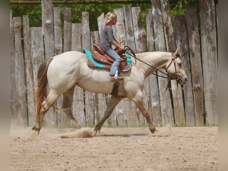 American Quarter Horse Ruin 5 Jaar Champagne in Athens