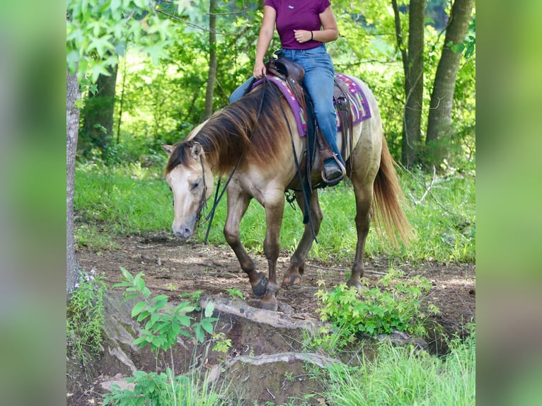 American Quarter Horse Ruin 5 Jaar Champagne in Athens