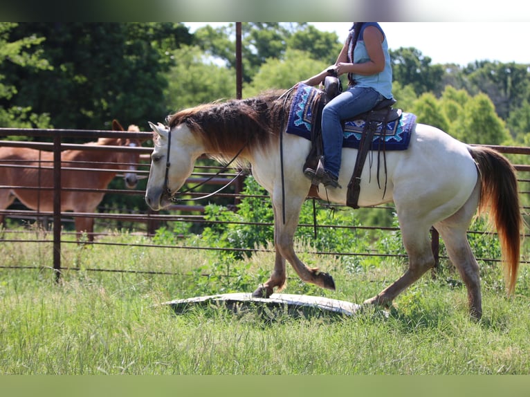 American Quarter Horse Ruin 5 Jaar Champagne in Athens