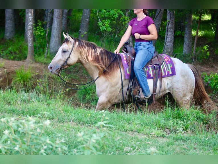 American Quarter Horse Ruin 5 Jaar Champagne in Athens