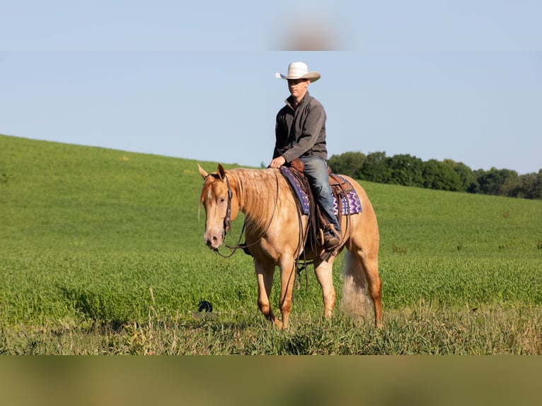 American Quarter Horse Ruin 5 Jaar Champagne in Fredericksburg