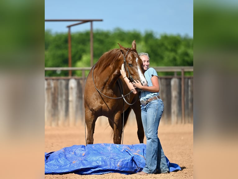 American Quarter Horse Ruin 5 Jaar Donkere-vos in Waco