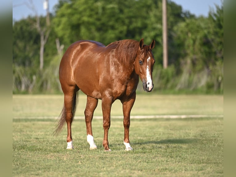 American Quarter Horse Ruin 5 Jaar Donkere-vos in Waco