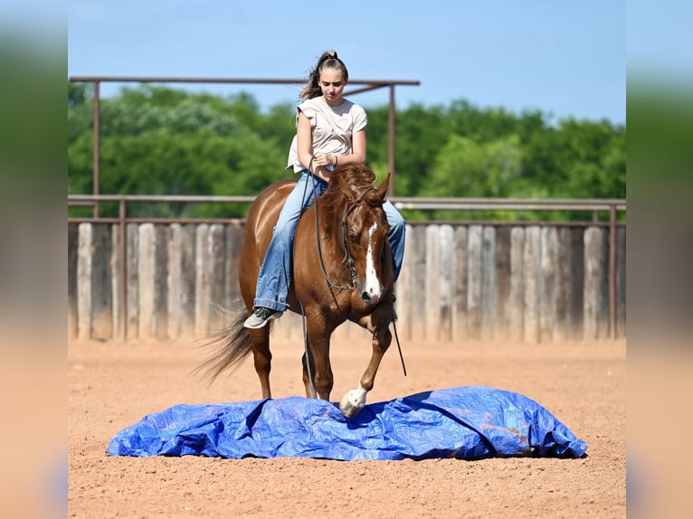 American Quarter Horse Ruin 5 Jaar Donkere-vos in Waco