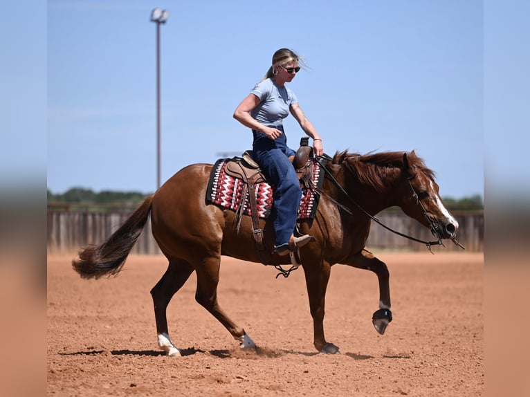 American Quarter Horse Ruin 5 Jaar Donkere-vos in Waco