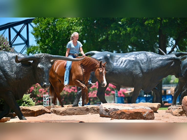 American Quarter Horse Ruin 5 Jaar Donkere-vos in Waco