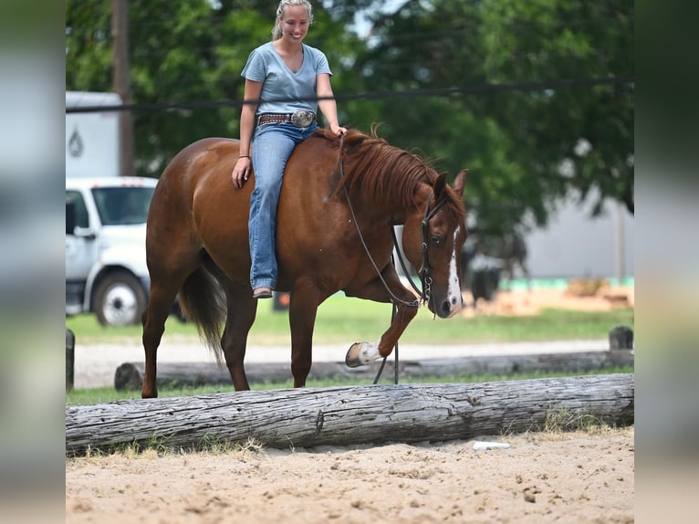 American Quarter Horse Ruin 5 Jaar Donkere-vos in Waco